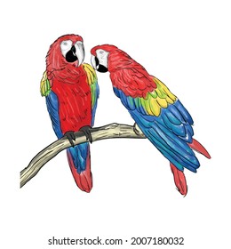 Hand Painted Couple tropical bird isolated on white background