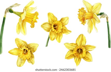 Hand painted daffodils watercolor illustration isolated on white. Floral decor. Clip art set.