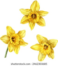 Hand painted daffodils watercolor illustration isolated on white. Floral decor. Clip art set.