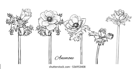 hand painted flower anemone. set isolated on white background. Vector sketch illustration.  in bloom. Ink painted  flowers over white. Blossom collection. Hand drawn illustration.