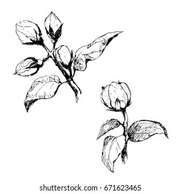 Hand painted flower buds of jasmine.