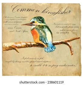 An hand painted illustration into vector picture. Bird: Common Kingfisher