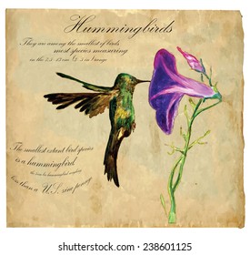 An hand painted illustration into vector picture. Bird: Hummingbird