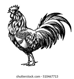 Hand painted ink illustration of Christmas cock