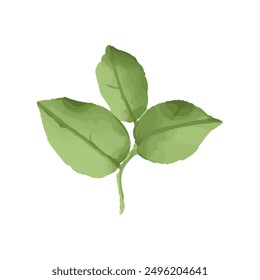 Hand painted leaves watercolor, Watercolor leaves isolated on white.