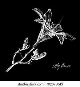 Hand painted Lily - Vintage Card