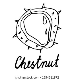 Hand painted nut on an isolated white background. Black outline of a chestnut.
