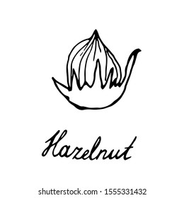 Hand painted nut on an isolated white background. Black contour hazelnut nut. Vector illustration.