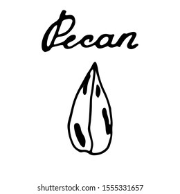 Hand painted nut on an isolated white background. Black outline pecans. Vector illustration.