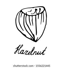 Hand painted nut on an isolated white background. Black contour hazelnut nut. Vector illustration.