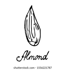 Hand painted nut on an isolated white background. Black outline almonds. Vector illustration.