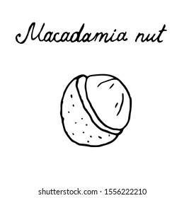 Hand painted nut on an isolated white background. Black outline macadamia. Vector illustration.