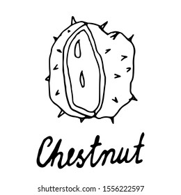 Hand painted nut on an isolated white background. Black outline of a chestnut.