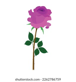 Hand Painted Pink Rose Plant Still Life Element Valentines Day Gift. Golap ful Stock Photos and Images. Flower Love Red Rose Beautiful Red Nature.Red rose on the white background