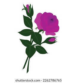 Hand Painted Pink Rose Plant Still Life Element Valentines Day Gift. Golap ful Stock Photos and Images. Flower Love Red Rose Beautiful Red Nature.Red rose on the white background