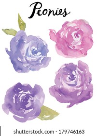 Hand Painted Purple Watercolour Peonies Floral Vector 