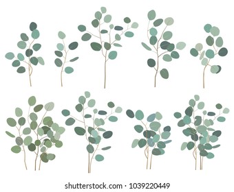 Hand painted silver dollar eucalyptus elements, branches and bouquets, isolated on white background. Vector set