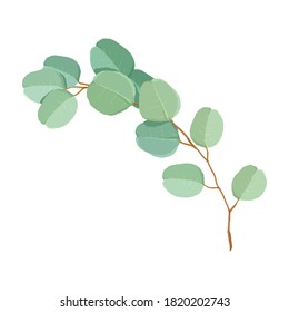 Hand painted Style green silver dollar eucalyptus leaves and branches Vector Illustration.