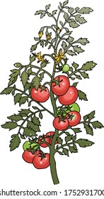 Hand painted tomato tree
Sat on the tree