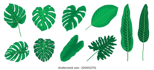 Hand painted tropical leaves vector set. Botanical different type exotic foliage, jungle plant, monstera and palm leaves isolated on white background. Design for cosmetic, product, spa, decoration.