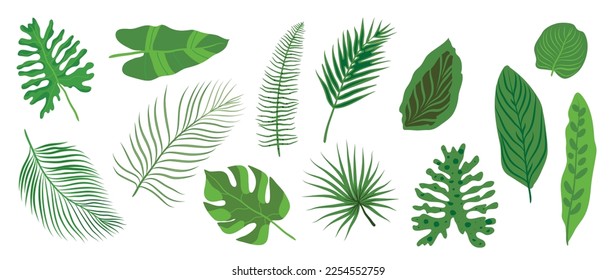 Hand painted tropical leaves vector set. Botanical different type exotic foliage, jungle plant, monstera and palm leaves isolated on white background. Design for cosmetic, product, spa, decoration.