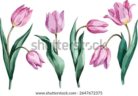 Hand painted tulip flower set isolated on white background vector illustration.