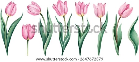Hand painted tulip flower set isolated on white background vector illustration.