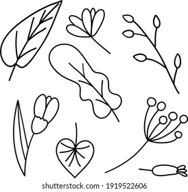 Handgemalte Vektorgrafik schwarzer Linie. Pflanze, Blätter, Blumenknospe auf weißem Hintergrund. Zum Färben von Büchern, Drucken, Karten.