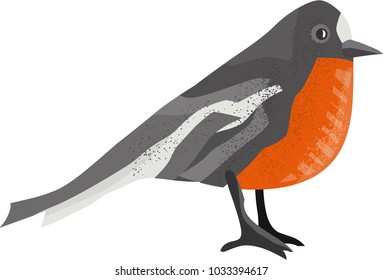 Hand painted Vector Illustration of a flame robin bird isolated on white background.
