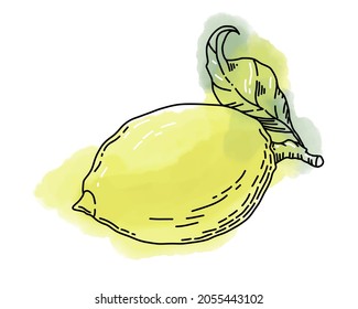 Hand painted Vector illustration of Lemon or Lime with Watercolor snap. Drawing of Citrus Fruit on white isolated background for juice label or icon
