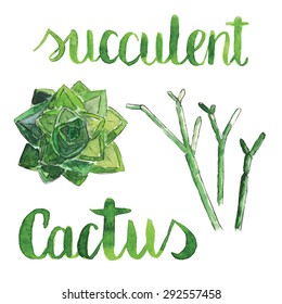 Hand painted vector illustration. Vintage cactus set.