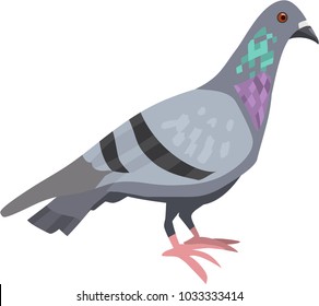 Hand painted Vector Pigeon / Rock Dove isolated on white background.
