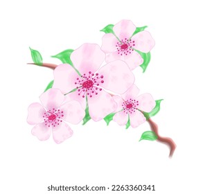 Hand painted watercolor cherry blossom branch with green leaves. Isolated design element on white background. Decorative drawing for greeting cards, post, spring, banner, social media, poster, wedding