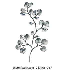 Hand Painted Watercolor Eucalyptus Leaves Vector Illustration Botanical Element on White Background