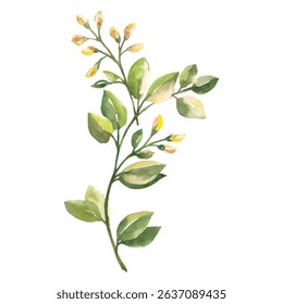Hand Painted Watercolor Flower Vector Illustration Floral Element on White Background