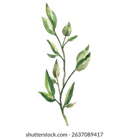 Hand Painted Watercolor Green Leaves Branch Vector Illustration Botanical Element on White Background