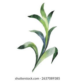 Hand Painted Watercolor Green Plant Vector Illustration Botanical Element on White Background