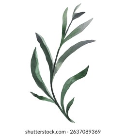 Hand Painted Watercolor Herb Stem Vector Illustration Botanical Element on White Background