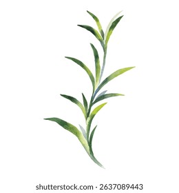 Hand Painted Watercolor Herb Stem Vector Illustration Botanical Element on White Background