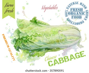 Hand painted watercolor illustration of chinese cabbage with splashes on white background. Design for food, farmerÃ¢Â?Â?s production and vegetarian menu.Vector illustration