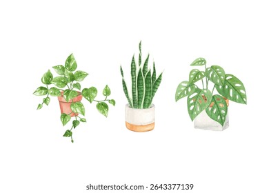 Hand painted watercolor indoor plants, Monstera, Sansivierie, Devil's ivy
