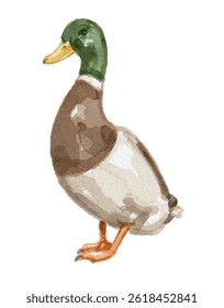 Pato-real pintado à mão isolado