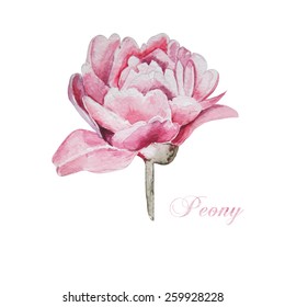 Hand Painted Watercolor Peonies. Watercolor Vector. Illustration for greeting cards, invitations, and other printing projects.