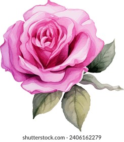 Hand painted watercolor pink rose flower