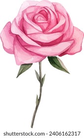 Hand painted watercolor pink rose flower