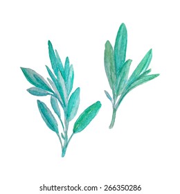 Hand Painted Watercolor Sage Made In Vector. 