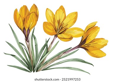 Conjunto de acuarela pintada a mano de flores de primavera. Amarillo Crocus y hojas aisladas sobre un fondo blanco.