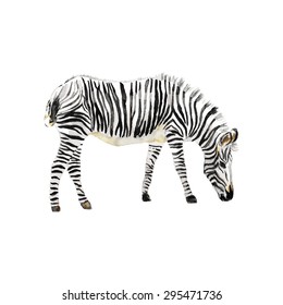 Hand Painted Watercolor Zebra. Vector Illustration.