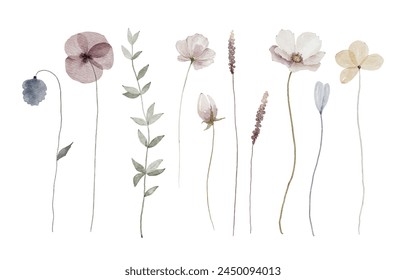 Hand painted wildflowers, meadow flowers elements isolated on white background	