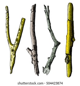 Hand painted wood twig set, ink rustic design elements collection. Dry wood tree branch and wooden twig bundle. Detailed and precise watercolor imitation driftwood twigs set. Vector.